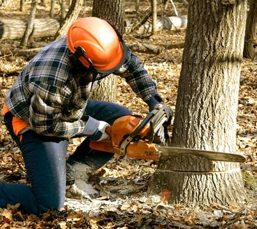 Tree Removal in Scheller, IL